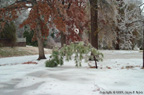 Snowed-over Palm (Arkansas Ice Storm of 2000-2001)