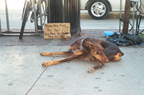 Poor Dog! (Key West, FL)