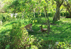 Being "Catty" - Female Pumas (Xcarat)