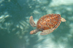 Sea Turtle (Xcarat)