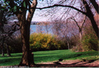 White Rock Park