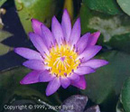 Water Lily (Texas)