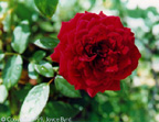 Red Rose (Texas)